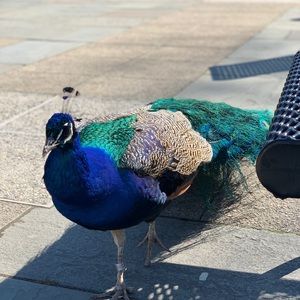 Meet your Posher, Chikaelo